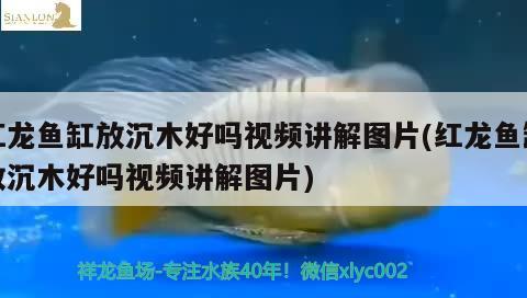 红龙鱼缸放沉木好吗视频讲解图片(红龙鱼缸放沉木好吗视频讲解图片)