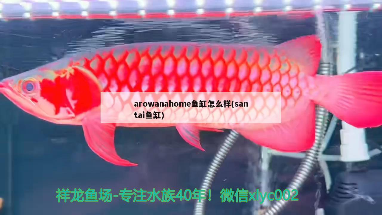 arowanahome鱼缸怎么样(santai鱼缸) 鱼粮鱼药