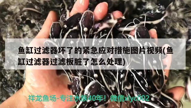 鱼缸过滤器坏了的紧急应对措施图片视频(鱼缸过滤器过滤板脏了怎么处理) 福魟魟鱼