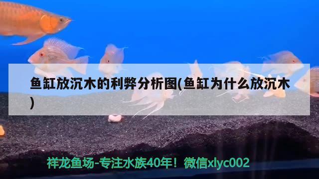 鱼缸放沉木的利弊分析图(鱼缸为什么放沉木) 泰庞海鲢鱼