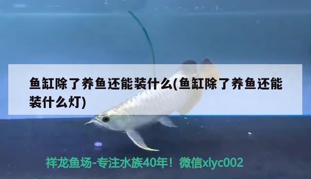 鱼缸除了养鱼还能装什么(鱼缸除了养鱼还能装什么灯) 广州水族器材滤材批发市场