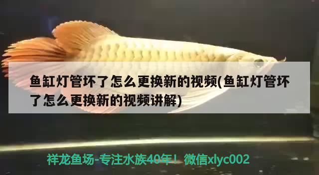 鱼缸灯管坏了怎么更换新的视频(鱼缸灯管坏了怎么更换新的视频讲解)