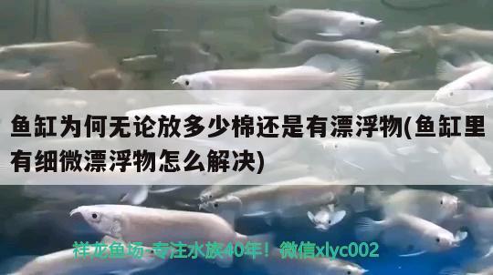 鱼缸为何无论放多少棉还是有漂浮物(鱼缸里有细微漂浮物怎么解决) 罗汉鱼