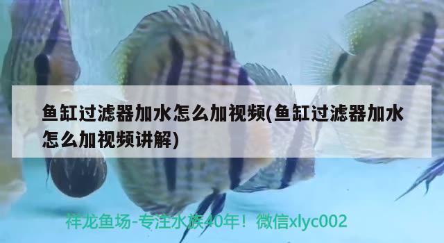 鱼缸过滤器加水怎么加视频(鱼缸过滤器加水怎么加视频讲解)