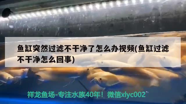 鱼缸突然过滤不干净了怎么办视频(鱼缸过滤不干净怎么回事)