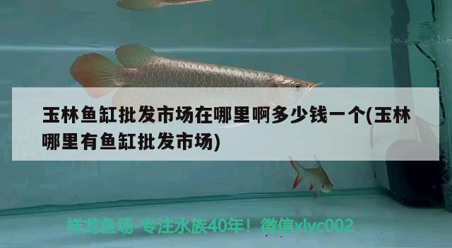 玉林鱼缸批发市场在哪里啊多少钱一个(玉林哪里有鱼缸批发市场) 白化火箭鱼