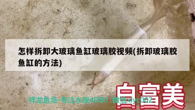 怎样拆卸大玻璃鱼缸玻璃胶视频(拆卸玻璃胶鱼缸的方法) 黄金达摩鱼