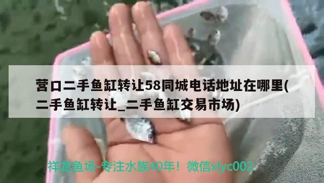 营口二手鱼缸转让58同城电话地址在哪里(二手鱼缸转让_二手鱼缸交易市场) 红勾银版鱼