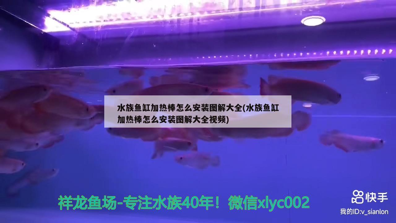 水族鱼缸加热棒怎么安装图解大全(水族鱼缸加热棒怎么安装图解大全视频)