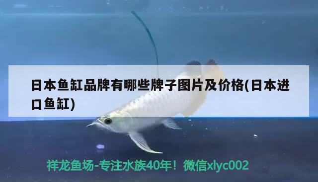 日本鱼缸品牌有哪些牌子图片及价格(日本进口鱼缸) 祥龙超血红龙鱼