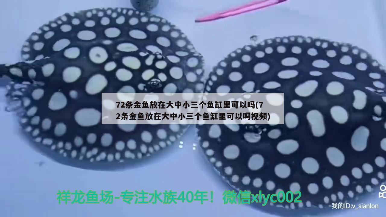 72条金鱼放在大中小三个鱼缸里可以吗(72条金鱼放在大中小三个鱼缸里可以吗视频) 印尼四纹虎