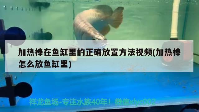 加热棒在鱼缸里的正确放置方法视频(加热棒怎么放鱼缸里) 纯血皇冠黑白魟鱼