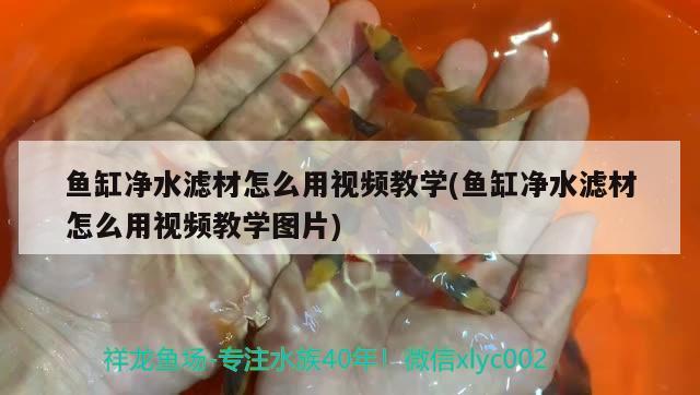 鱼缸净水滤材怎么用视频教学(鱼缸净水滤材怎么用视频教学图片)