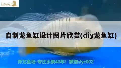 自制龙鱼缸设计图片欣赏(diy龙鱼缸) 刀鱼鱼