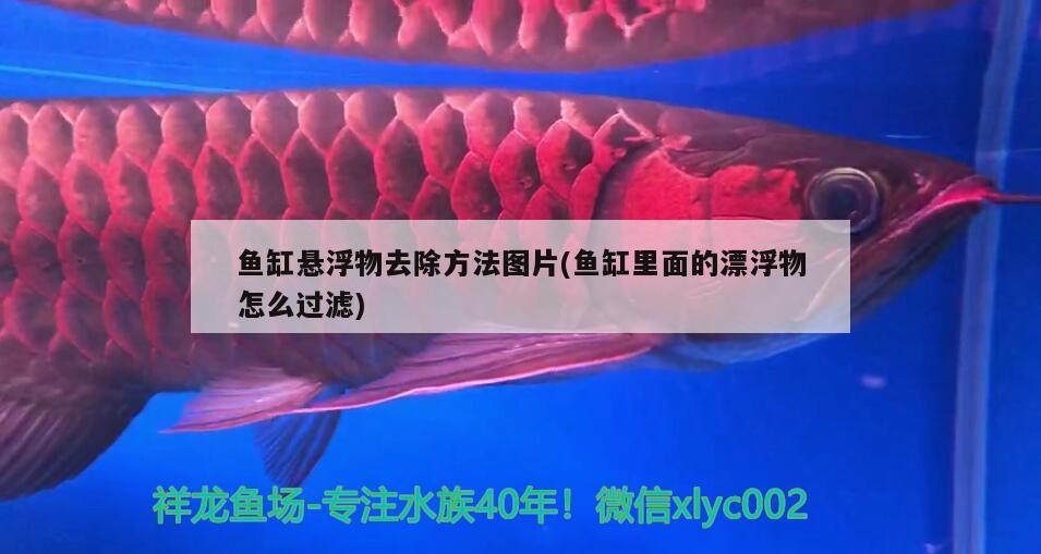 鱼缸悬浮物去除方法图片(鱼缸里面的漂浮物怎么过滤)