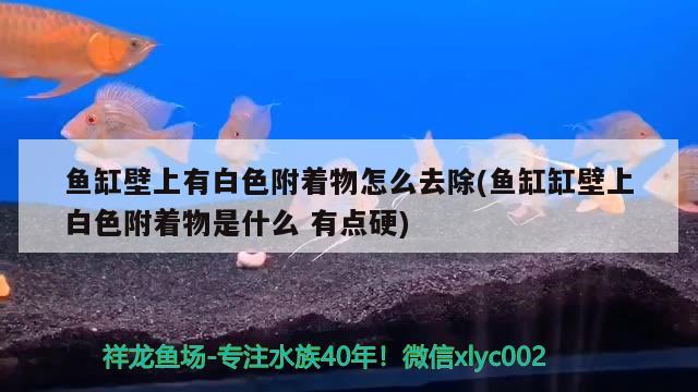 鱼缸壁上有白色附着物怎么去除(鱼缸缸壁上白色附着物是什么有点硬) 潜水艇鱼