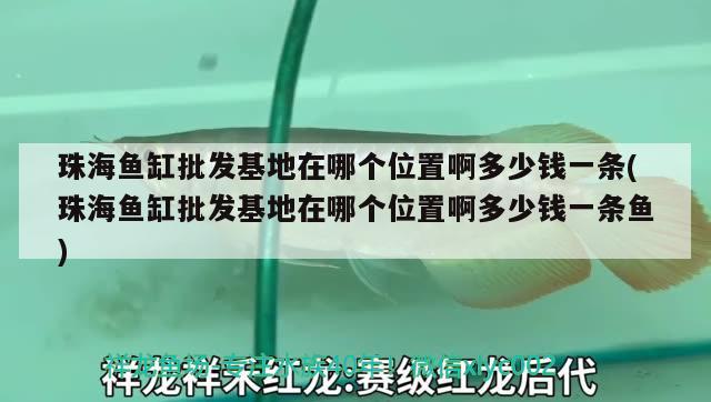 珠海鱼缸批发基地在哪个位置啊多少钱一条(珠海鱼缸批发基地在哪个位置啊多少钱一条鱼) 金三间鱼