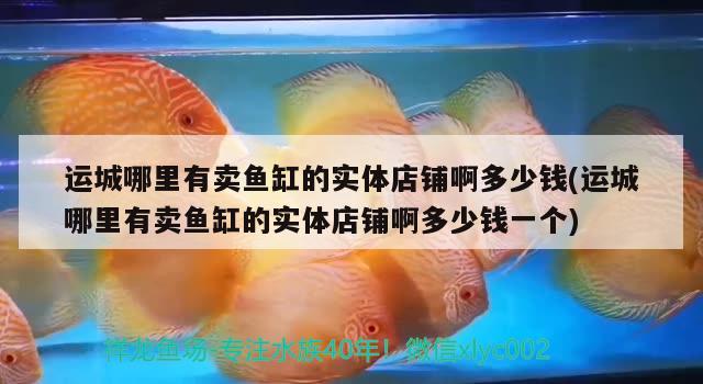 运城哪里有卖鱼缸的实体店铺啊多少钱(运城哪里有卖鱼缸的实体店铺啊多少钱一个) 海水鱼（海水鱼批发）