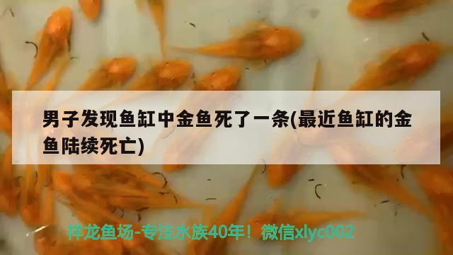 男子发现鱼缸中金鱼死了一条(最近鱼缸的金鱼陆续死亡) 水族品牌