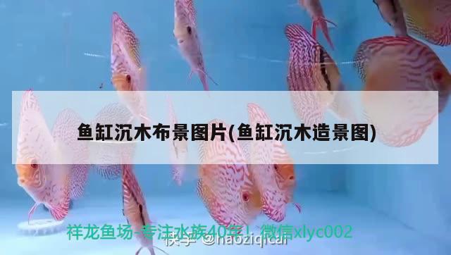 鱼缸沉木布景图片(鱼缸沉木造景图) 七彩神仙鱼