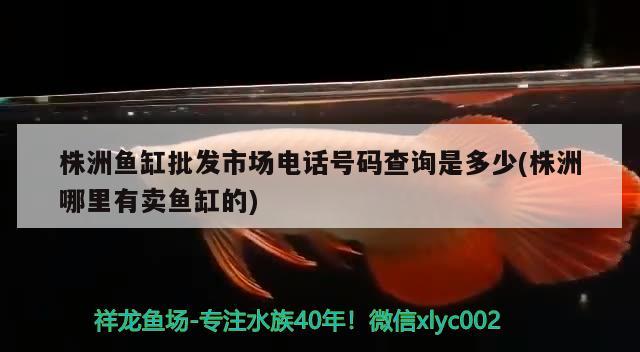 株洲鱼缸批发市场电话号码查询是多少(株洲哪里有卖鱼缸的) 翡翠凤凰鱼