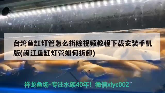 台湾鱼缸灯管怎么拆除视频教程下载安装手机版(闽江鱼缸灯管如何拆卸) 祥龙传奇品牌鱼缸