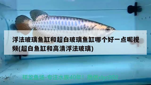 浮法玻璃鱼缸和超白玻璃鱼缸哪个好一点呢视频(超白鱼缸和高清浮法玻璃) 杀菌消毒设备