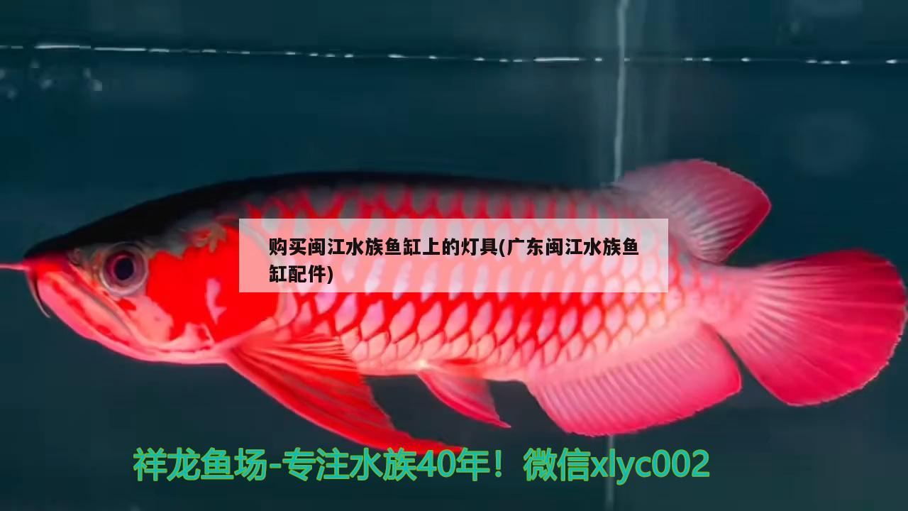 购买闽江水族鱼缸上的灯具(广东闽江水族鱼缸配件) 胭脂孔雀龙鱼
