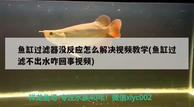 鱼缸过滤器没反应怎么解决视频教学(鱼缸过滤不出水咋回事视频)