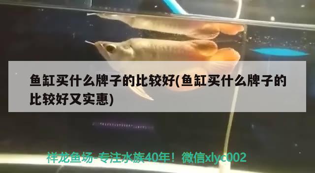 鱼缸买什么牌子的比较好(鱼缸买什么牌子的比较好又实惠) 广州水族批发市场