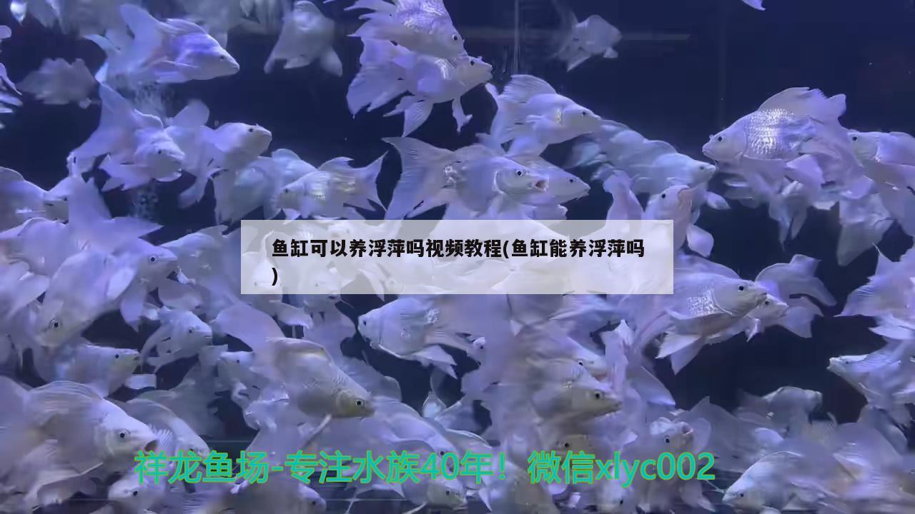 鱼缸可以养浮萍吗视频教程(鱼缸能养浮萍吗) 稀有红龙品种