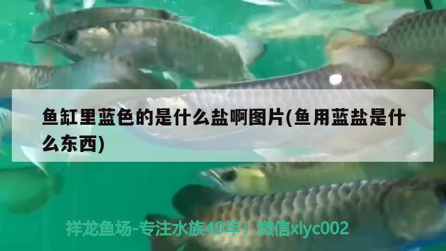 鱼缸里蓝色的是什么盐啊图片(鱼用蓝盐是什么东西)