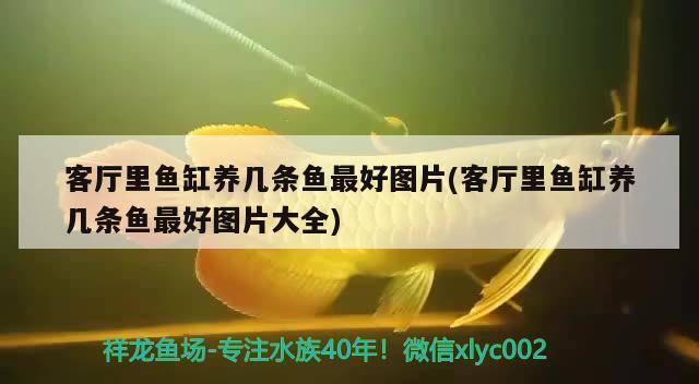 客厅里鱼缸养几条鱼最好图片(客厅里鱼缸养几条鱼最好图片大全) 黄金河虎鱼