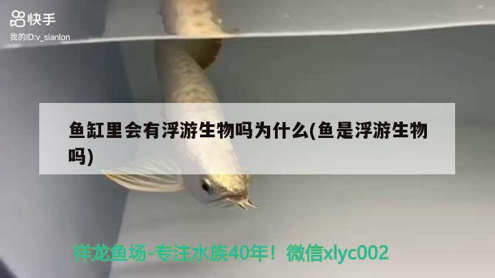 鱼缸里会有浮游生物吗为什么(鱼是浮游生物吗) 一眉道人鱼