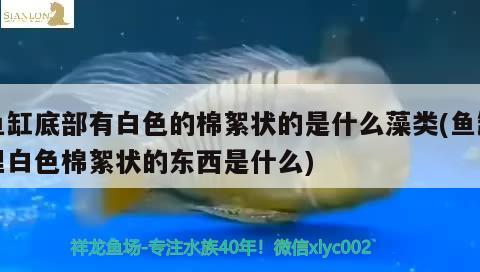 鱼缸底部有白色的棉絮状的是什么藻类(鱼缸里白色棉絮状的东西是什么)