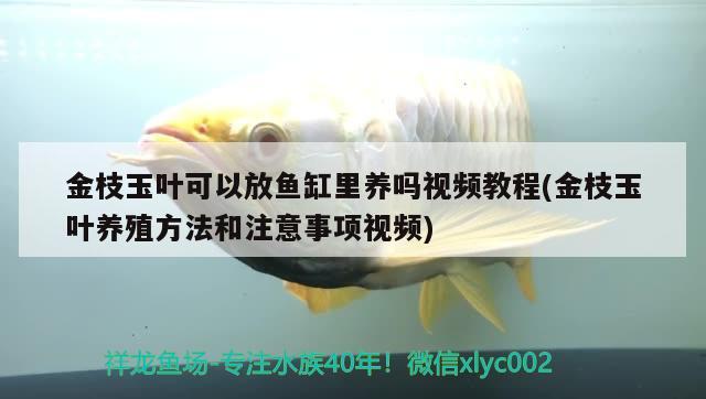 金枝玉叶可以放鱼缸里养吗视频教程(金枝玉叶养殖方法和注意事项视频)