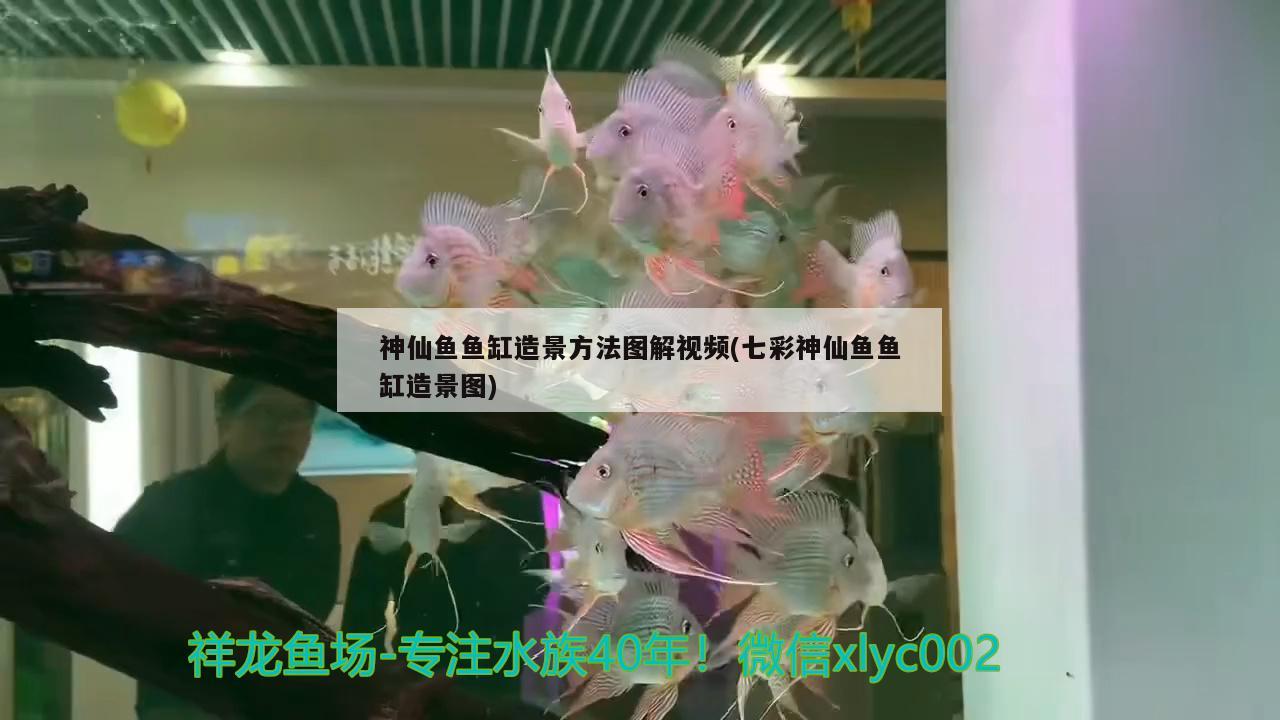 神仙鱼鱼缸造景方法图解视频(七彩神仙鱼鱼缸造景图)