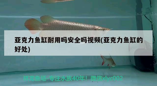 亚克力鱼缸耐用吗安全吗视频(亚克力鱼缸的好处) 南美异形观赏鱼