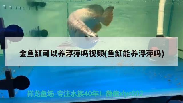 金鱼缸可以养浮萍吗视频(鱼缸能养浮萍吗) 白化火箭