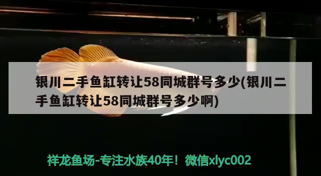 银川二手鱼缸转让58同城群号多少(银川二手鱼缸转让58同城群号多少啊)