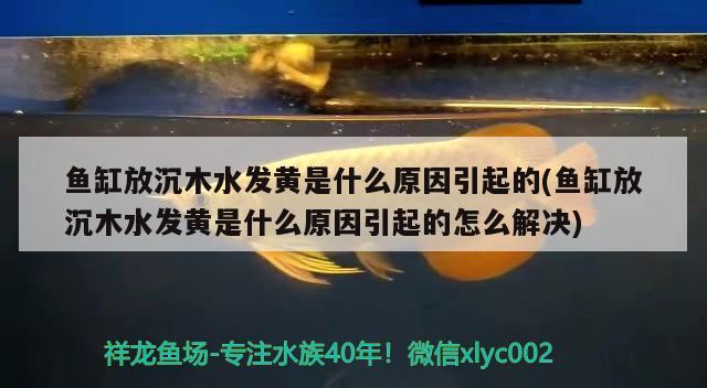 鱼缸放沉木水发黄是什么原因引起的(鱼缸放沉木水发黄是什么原因引起的怎么解决)