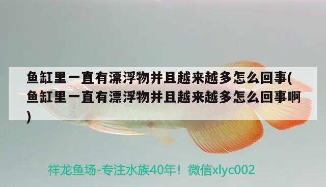 鱼缸里一直有漂浮物并且越来越多怎么回事(鱼缸里一直有漂浮物并且越来越多怎么回事啊) 祥龙赫舞红龙鱼