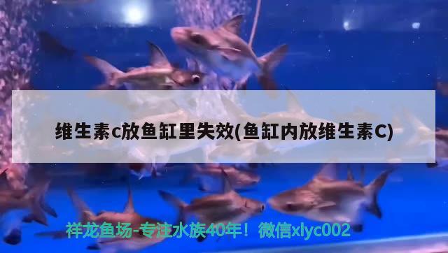 维生素c放鱼缸里失效(鱼缸内放维生素C) 白条过背金龙鱼