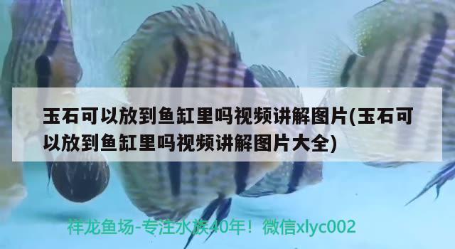 玉石可以放到鱼缸里吗视频讲解图片(玉石可以放到鱼缸里吗视频讲解图片大全)