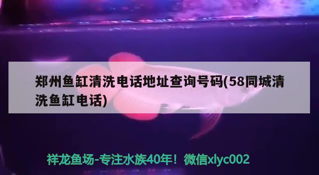 郑州鱼缸清洗电话地址查询号码(58同城清洗鱼缸电话) 野彩鱼