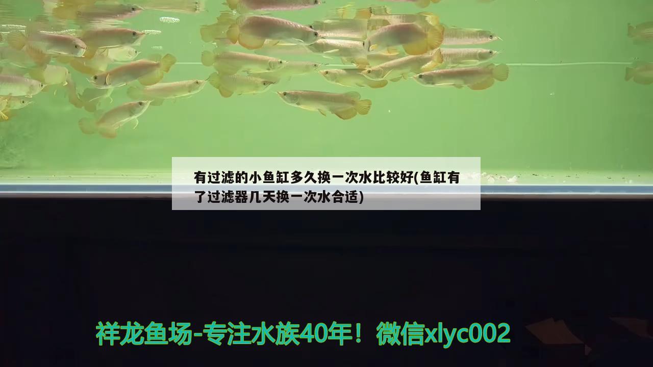 有过滤的小鱼缸多久换一次水比较好(鱼缸有了过滤器几天换一次水合适) 广州观赏鱼鱼苗批发市场