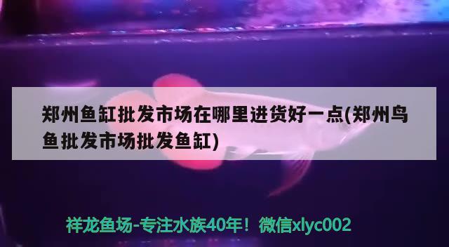 郑州鱼缸批发市场在哪里进货好一点(郑州鸟鱼批发市场批发鱼缸) 蝴蝶鲤鱼苗