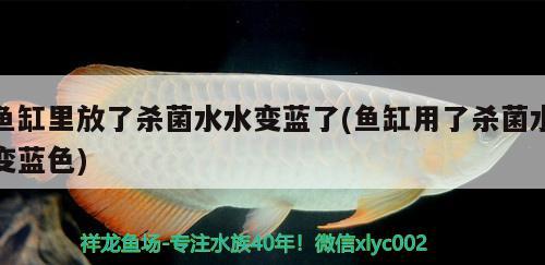 鱼缸里放了杀菌水水变蓝了(鱼缸用了杀菌水变蓝色) 红白锦鲤鱼