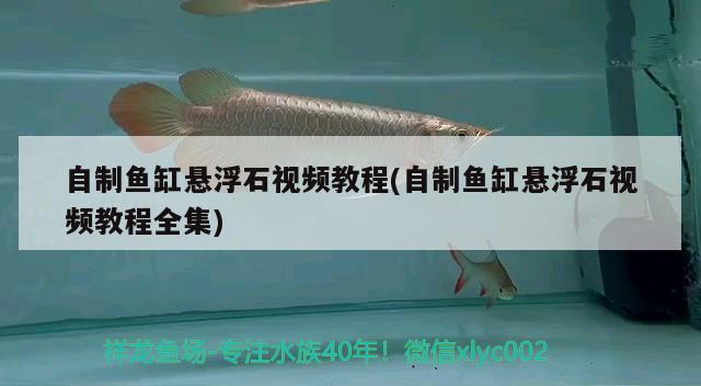 自制鱼缸悬浮石视频教程(自制鱼缸悬浮石视频教程全集) 野生埃及神仙鱼