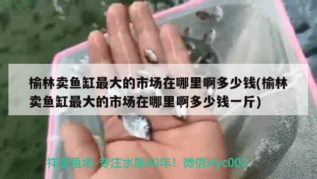 榆林卖鱼缸最大的市场在哪里啊多少钱(榆林卖鱼缸最大的市场在哪里啊多少钱一斤) 双线侧鱼